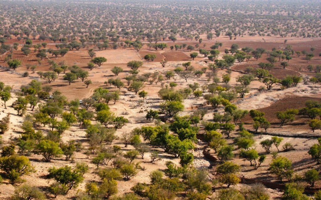 aerial view of green trees and brown field during daytime