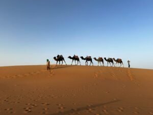A camel caravan traversing the sand dunes in the Moroccan desert under clear blue skies.